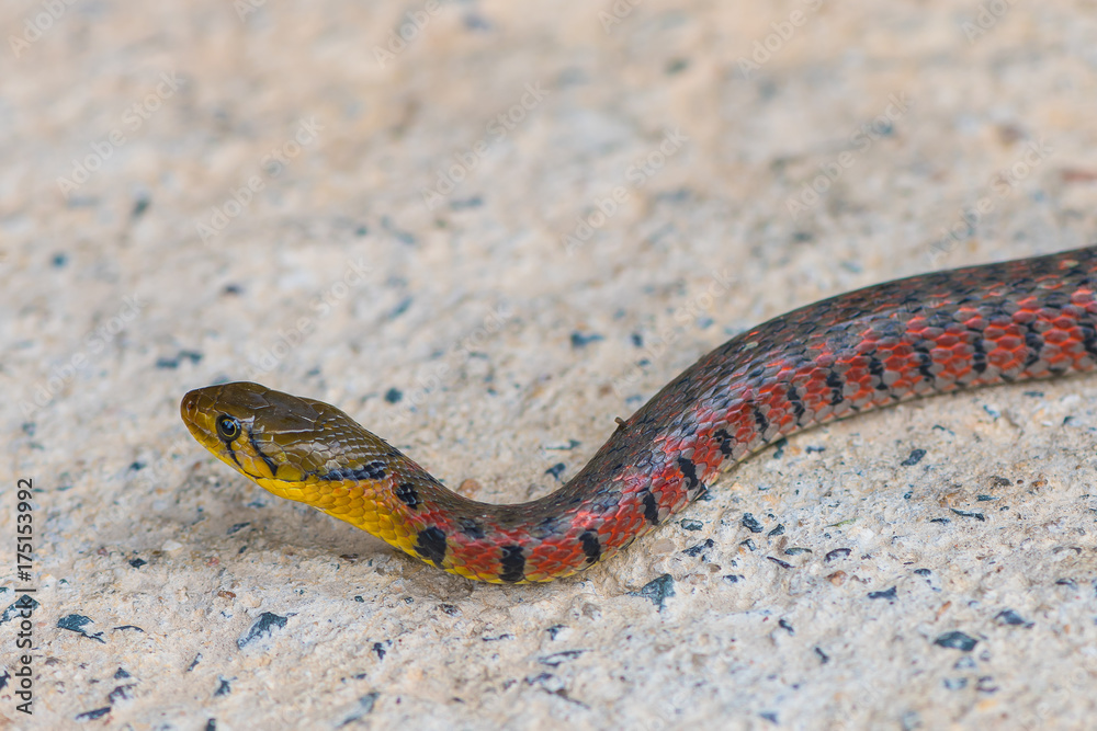 Painted keelback snake with colorful body crawling on the ground. Painted keelback snake with colorful body crawling on the ground.