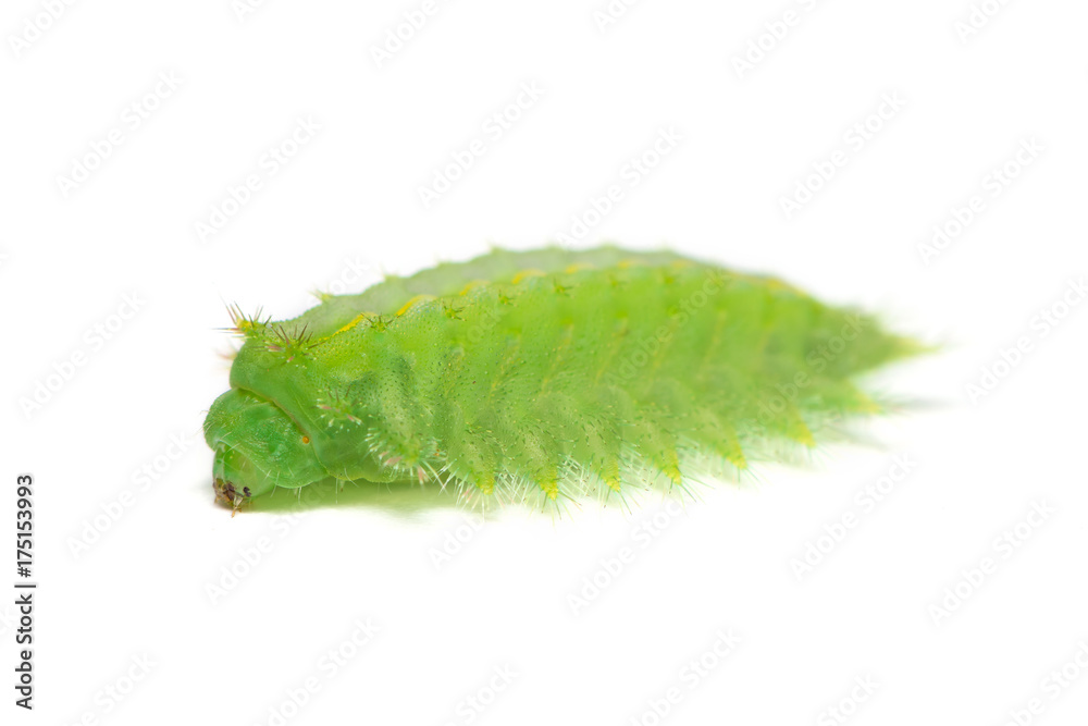 Fototapeta premium Slug moth or Limacodidae caterpillar isolated on white background caterpillar isolated on white background