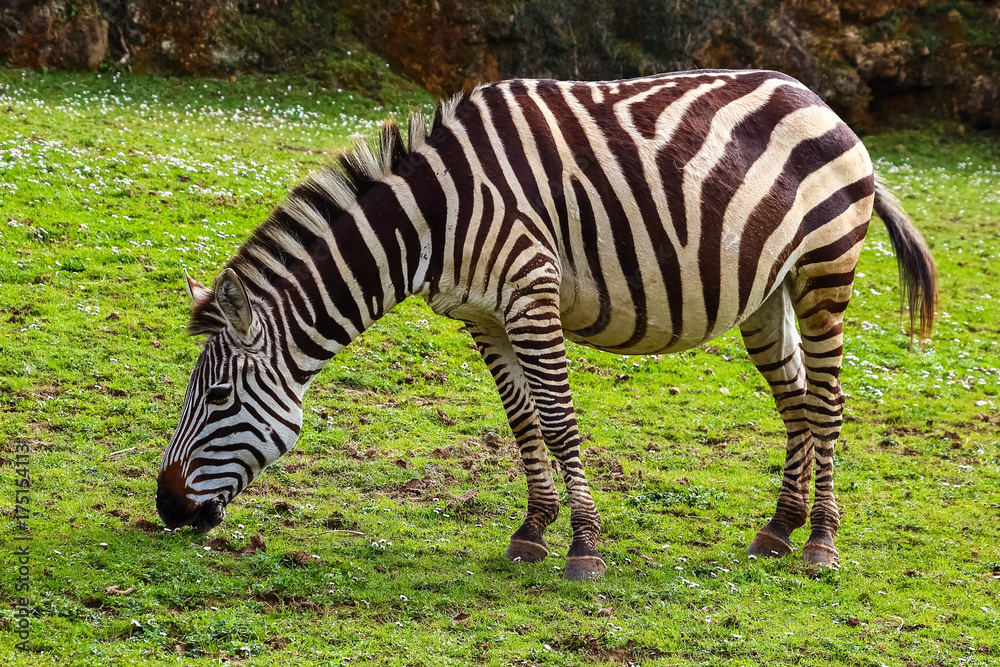 Grevy's zebra or Real (Equus grevyi). Common zebra (Equus quagga) Grevy's zebra or Real (Equus grevyi). Common zebra (Equus quagga)