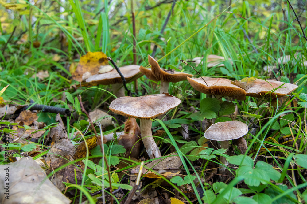 Mushrooms in the forest in autumn Mushrooms in the forest in autumn