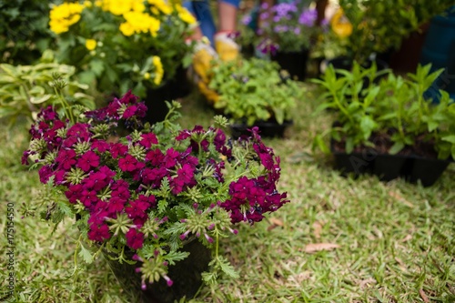 High angle view of magenta flowers