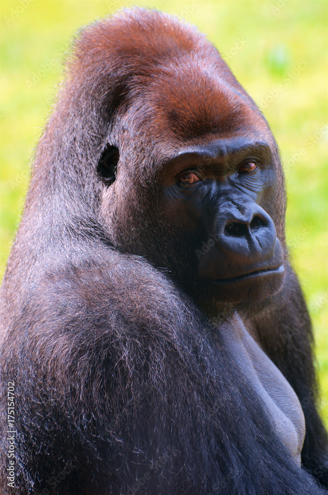 Obraz premium Silverback Gorilla
