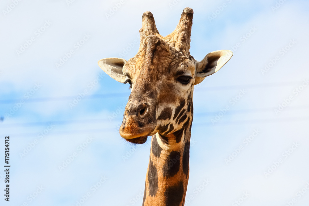 Naklejka premium Giraffe (Giraffa camelopardalis) head and face