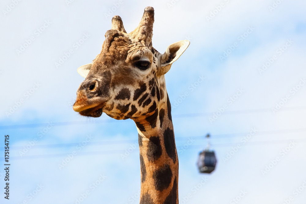 Naklejka premium Giraffe (Giraffa camelopardalis) head and face