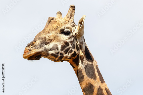 Giraffe  Giraffa camelopardalis  head and face