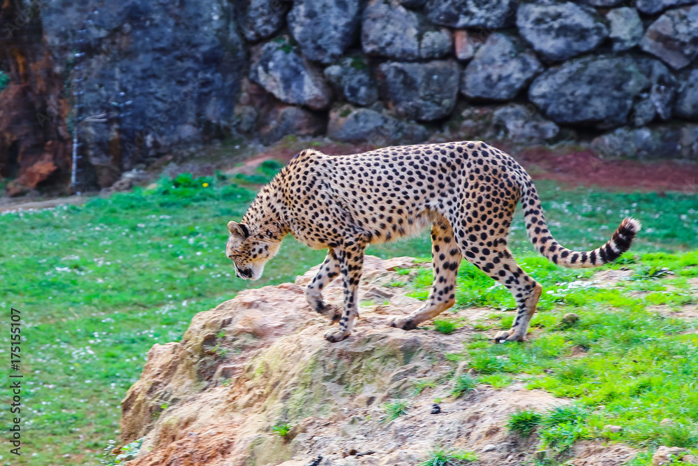Obraz premium African Cheetah (Acinonyx jubatus) in the grass