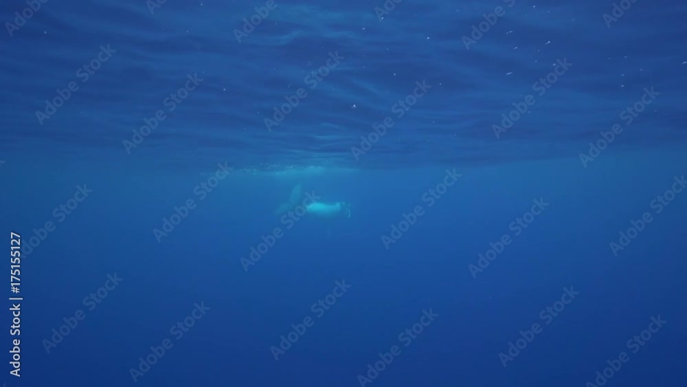 Humpback whale swims near ocean surface Humpback whale swims near ocean surface