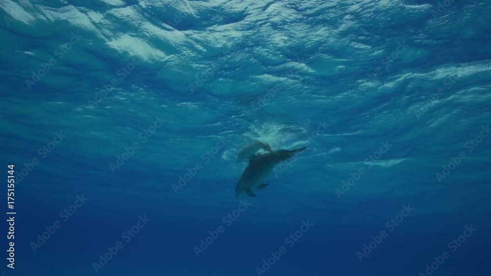 Calf and mother dolphin swim in Bahamas Calf and mother dolphin swim in Bahamas