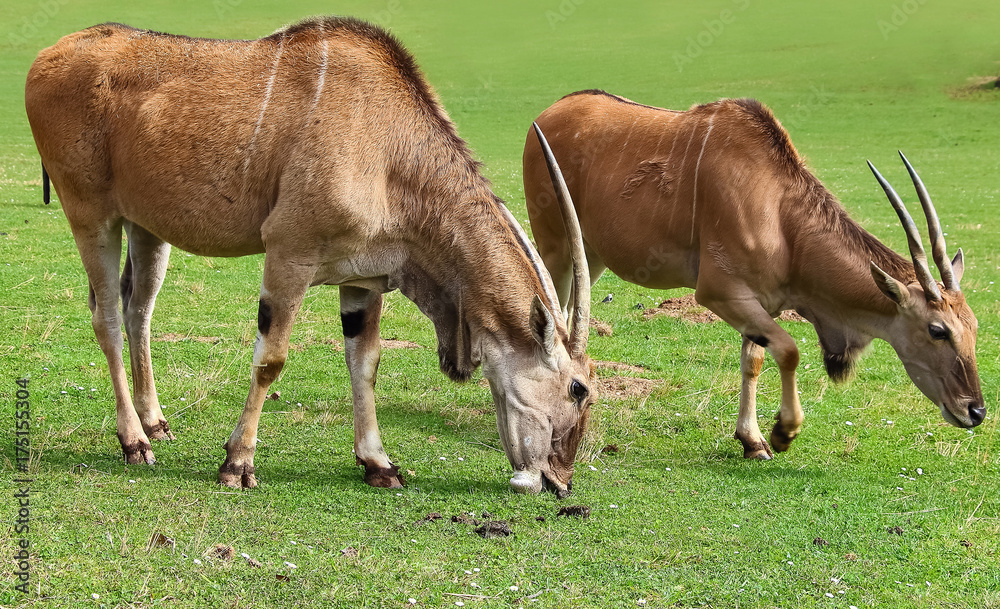 Common eland (Taurotragus oryx), also known as the southern eland or eland antelope Common eland (Taurotragus oryx), also known as the southern eland or eland antelope
