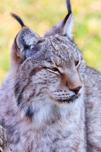 Eurasian lynx or Boreal Lynx (Lynx lynx), is a medium-sized cat native to Siberia, Central, East, and Southern Asia, North, Central and Eastern Europe