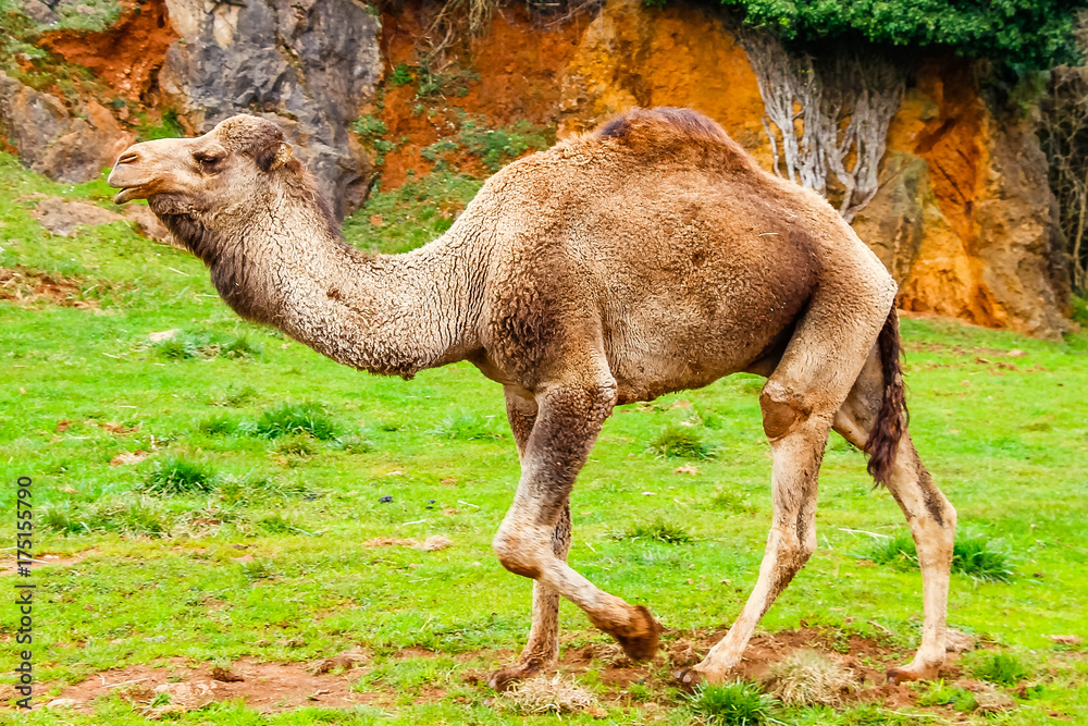 Camel, Dromedary (Camelus dromedarius) StockFoto Adobe Stock