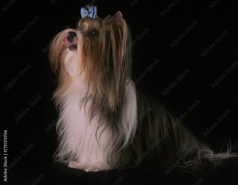 Naklejka premium Beautiful male Beaver Yorkshire Terrier with bow