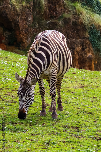 Grevy s zebra or Real  Equus grevyi . Common zebra  Equus quagga 