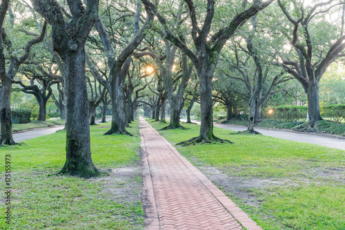 Romantic archway made from live oak trees, green grass and rustic brick path leads to infinity at sunrise. Beautiful scenery in Houston, Texas, USA. Green oaks tree tunnel. Urban tranquil background
