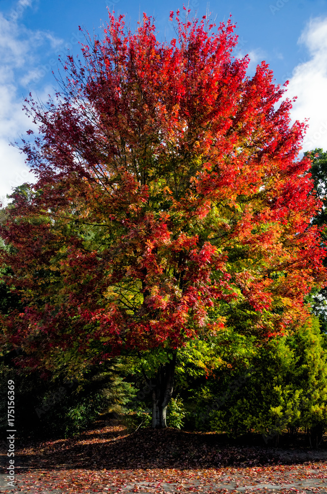 Fototapeta premium Red Hot Maple