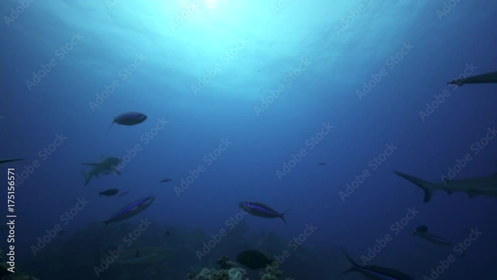 school of grey reef sharks in backlight, against the sun over tropical reef school of grey reef sharks in backlight, against the sun over tropical reef