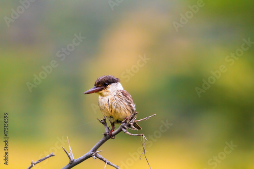 Small bird - kingfisher bird. Tanzania, Africa 