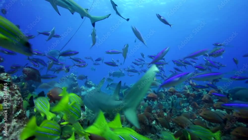 Lemon shark swims with tropical fish in reef, POV Lemon shark swims with tropical fish in reef, POV