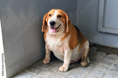 Fat Beagle