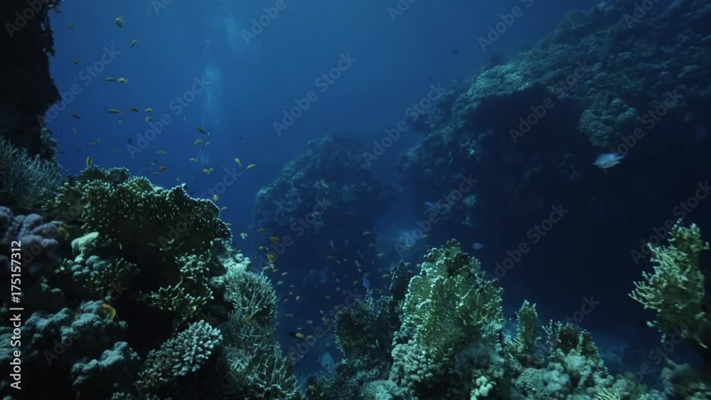 Diverse coral reef ecosystem, underwater POV