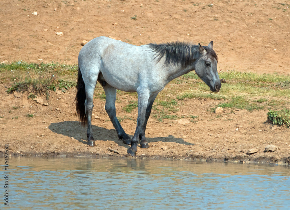 Blue Roan yearling colt wild horse at the water hole in the Pryor Mountains Wild Horse Range in Montana United States