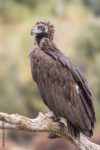 black vulture