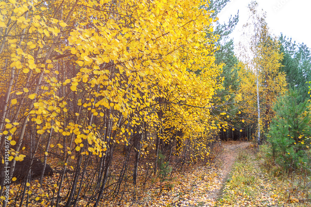 Trees with yellow leaves Trees with yellow leaves