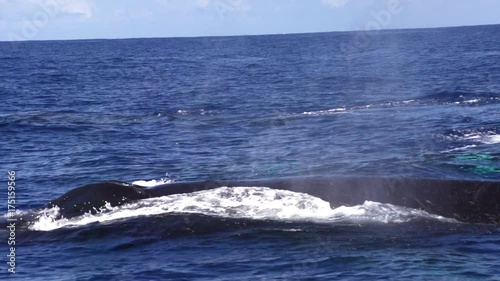 Slow motion, humpback whales blow at surface in French Polynesia