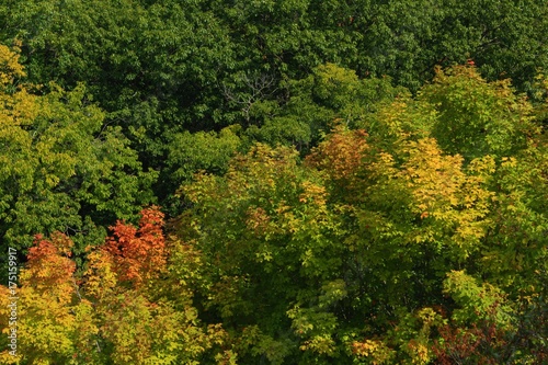 Fototapeta Naklejka Na Ścianę i Meble -  Autumn trees