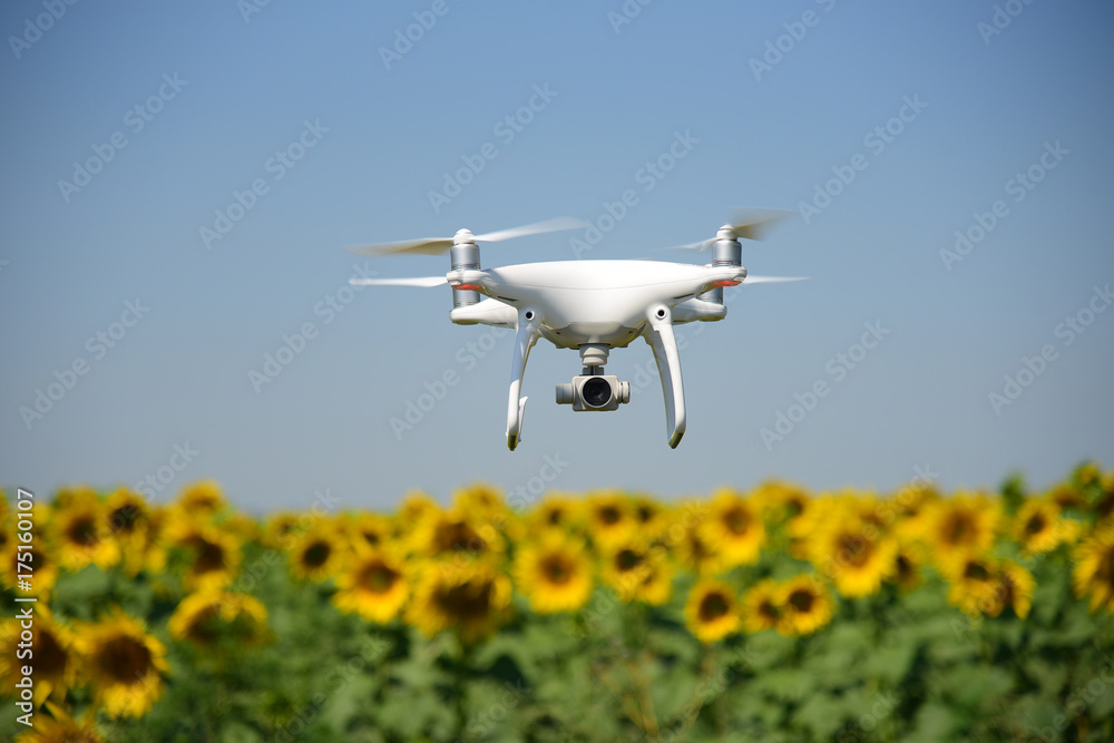 Fotografie Phantom drone and sunflower yellow field sky