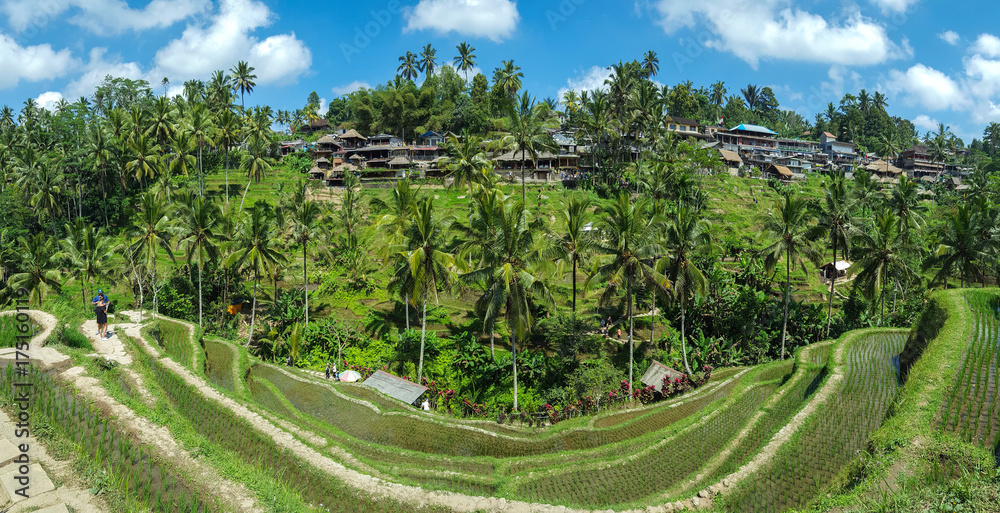  Beautiful rice terraces in the morning at Tegallalang village, Ubud, Bali, Indonesia.
