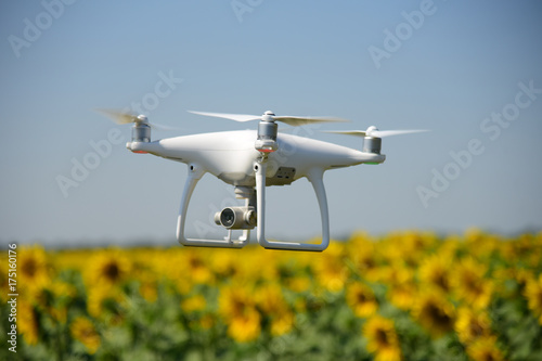 Phantom drone and sunflower yellow field sky