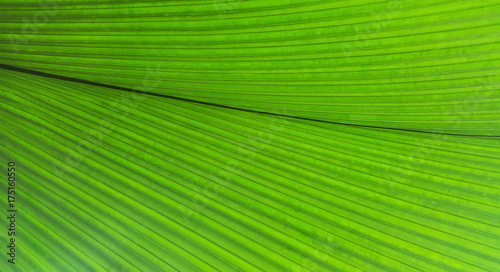 Nature leaves for Background