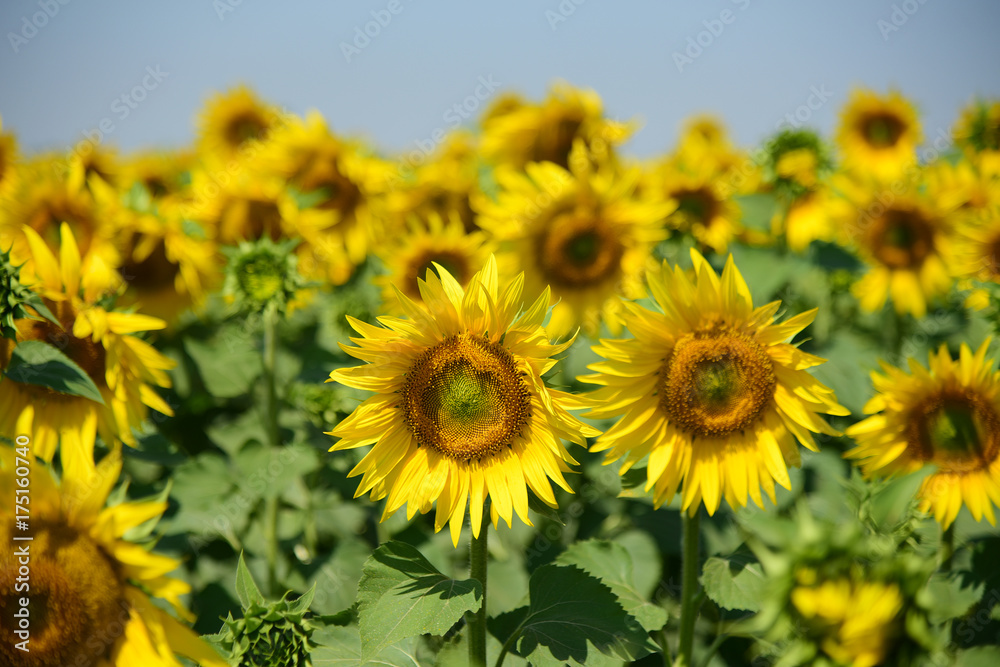 Sunflower field. Farming. Agriculture. Summer. Sunflower field. Farming. Agriculture. Summer.