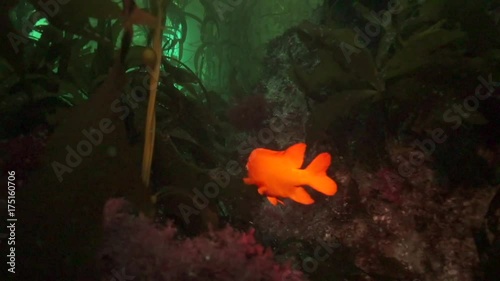 garibaldi  fish swims through scenic kelp forest