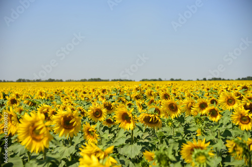 Sunflower field. Farming. Agriculture. Summer.