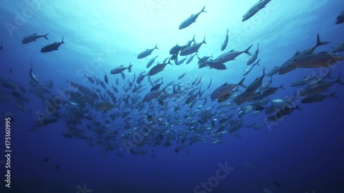 Wallpaper Mural Scuba POV, school of fish in open ocean Torontodigital.ca