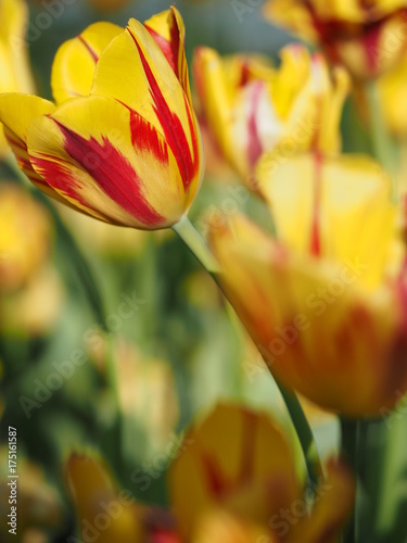 Tulip