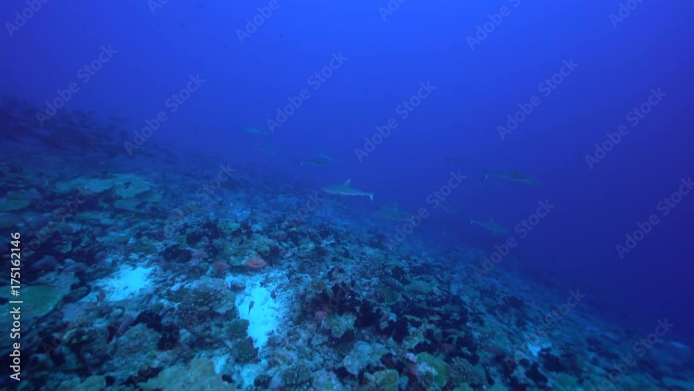 Sharks lurk in deep depths, French Polynesia Sharks lurk in deep depths, French Polynesia