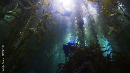 Divers swim through underwater kelp forest