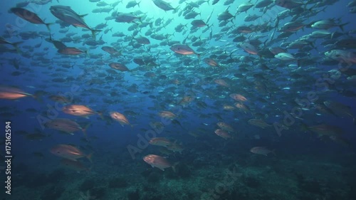 Wallpaper Mural Large school of fish in reef, underwater POV Torontodigital.ca