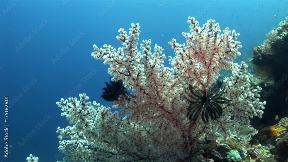 Current moves coral in reef, POV Current moves coral in reef, POV
