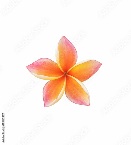 Tropical frangipani flower isolated on white background