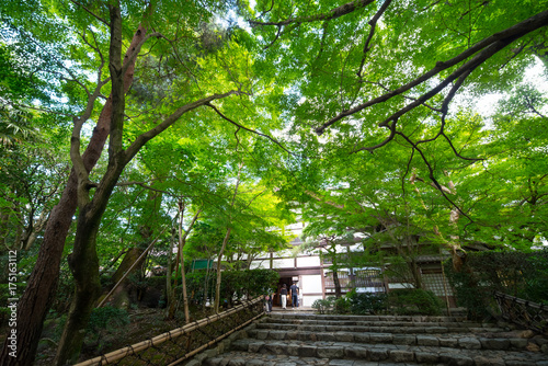 bridge in the forest