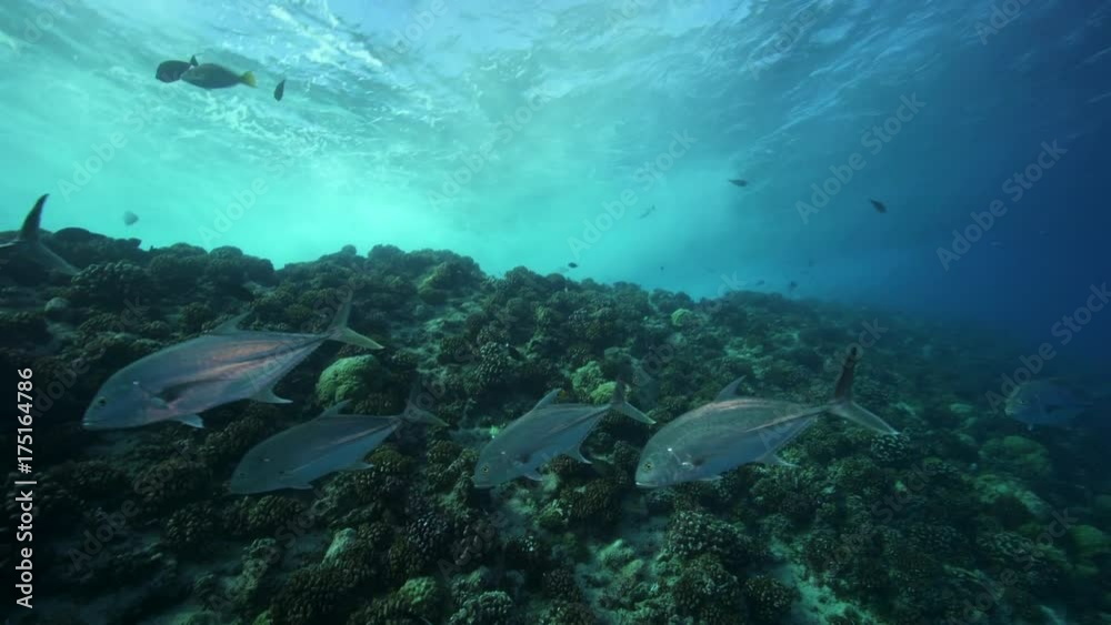 School of silver fish swims near crashing waves School of silver fish swims near crashing waves