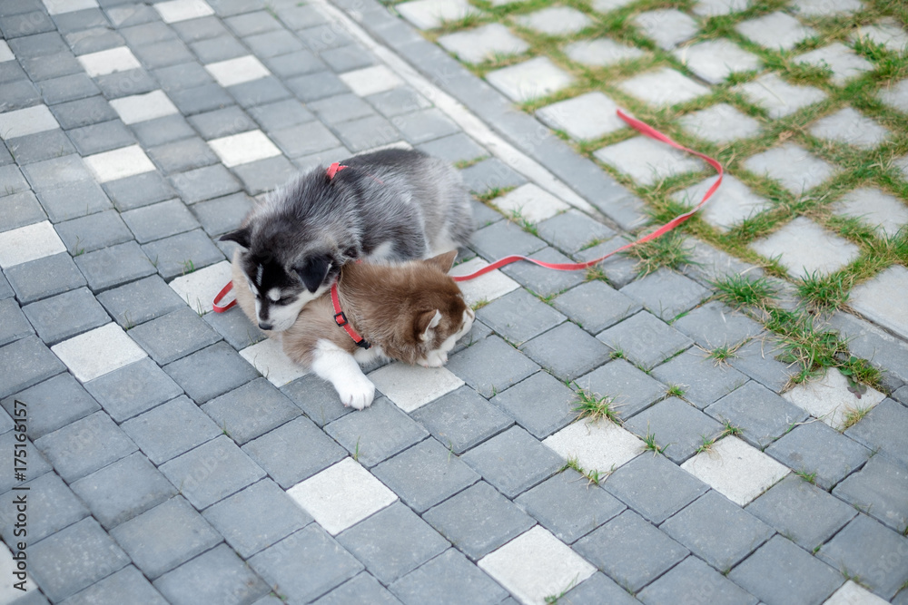 Portrait of a Siberian Husky puppy walking in the yard. Little cute puppy of Siberian husky dog outdoors with copy space