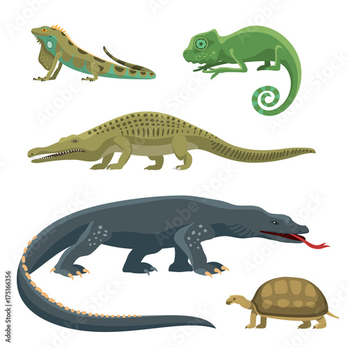 Reptile and amphibian colorful fauna vector illustration reptiloid predator reptiles animals.