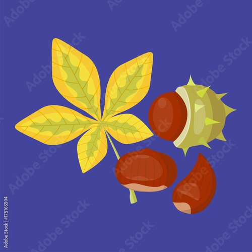 Autumn yellow maple leaf season nature color plant foliage bright decoration design natural colorful flat vector illustration.