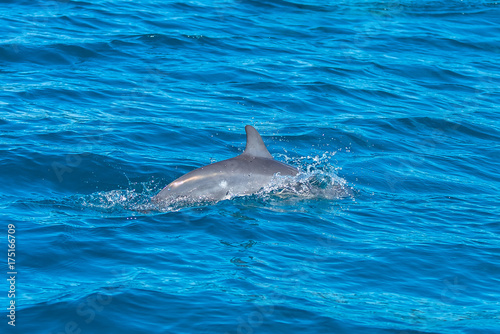     Spinner dolphin  Stenella longirostris  dolphin swimming in Pacific ocean 