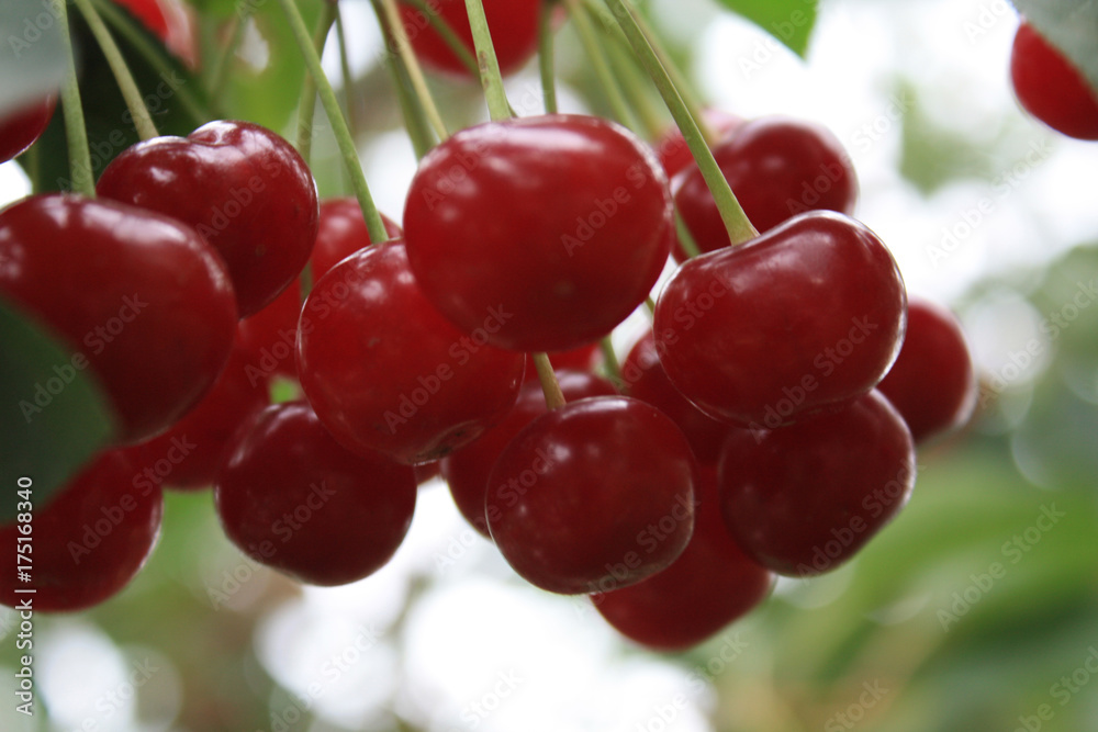 cherry cherry